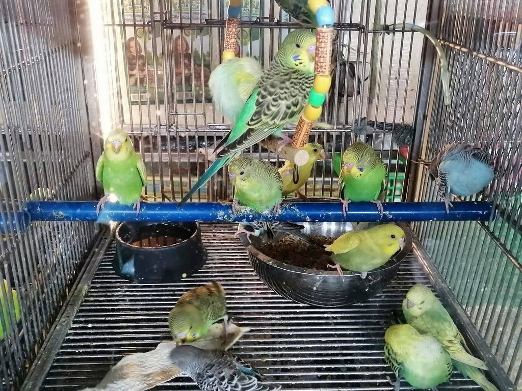 Cartimar-帕塞必去景点