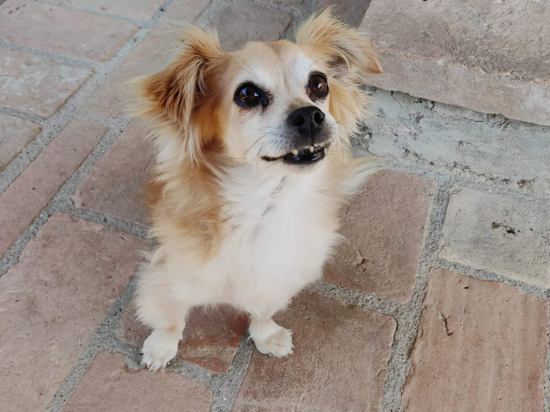 Agriturismo Torre Morgana主图