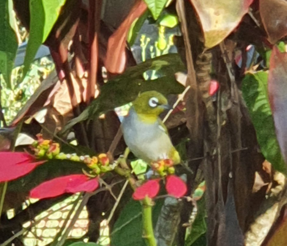 阿瑟顿假日公园主图