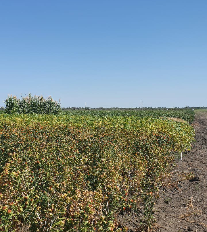 Russian Watermelon Museum (Rossiyskiy Arbuz)-Kamyzyak必去景点