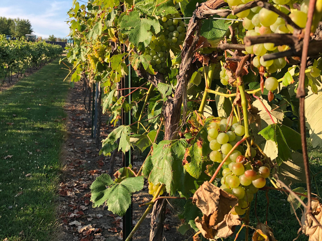 TYCOGA Winery & Distillery-DeWitt必去景点