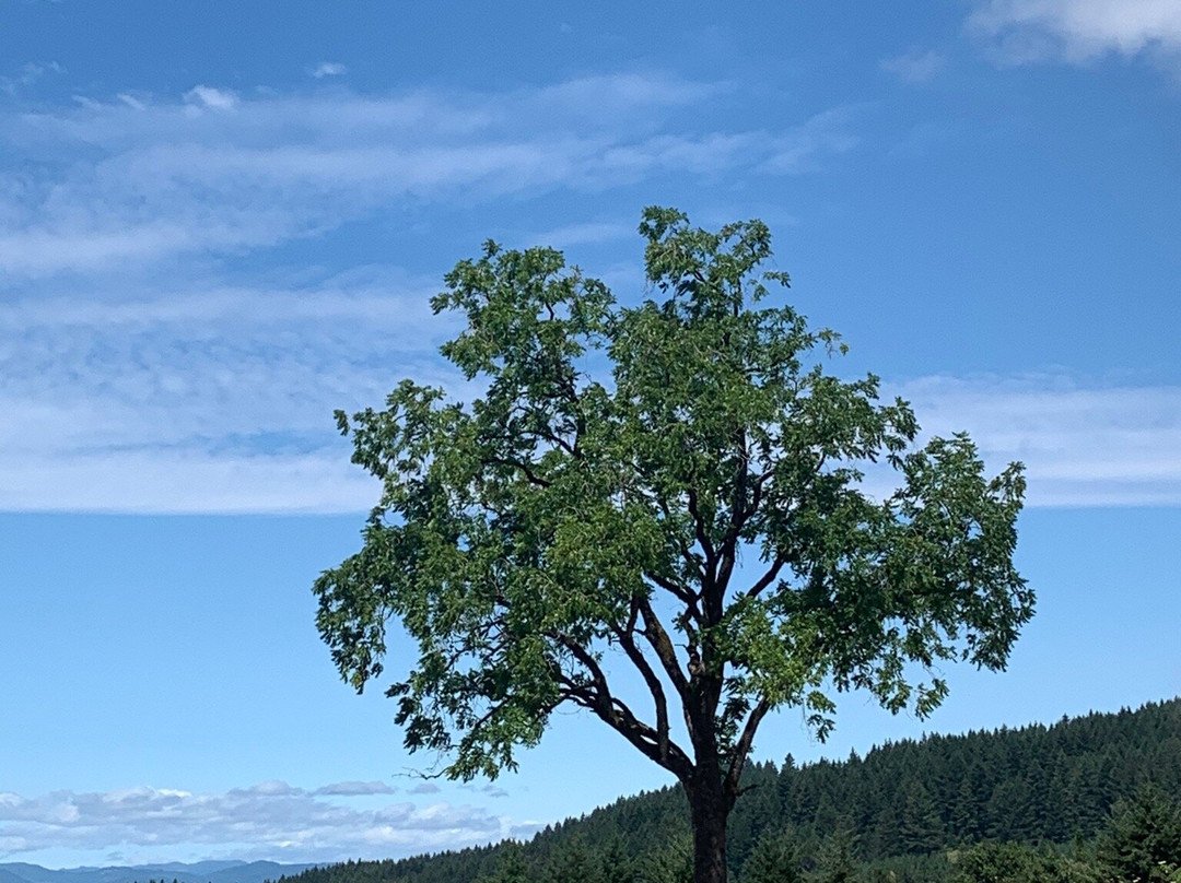 Cellar Door Wine Tours-Lafayette必去景点