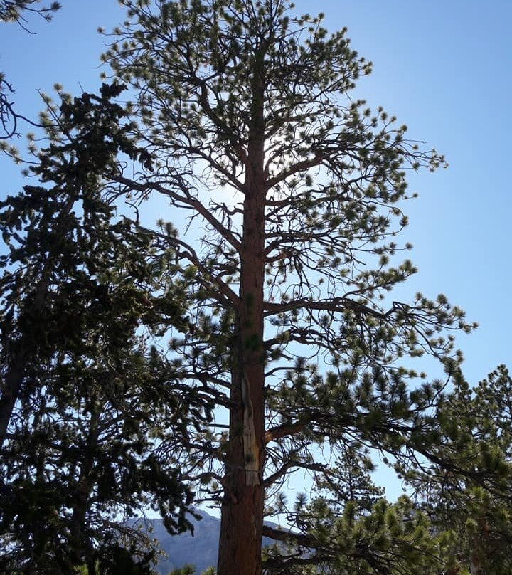 Bristlecone Trail-Mount Charleston必去景点