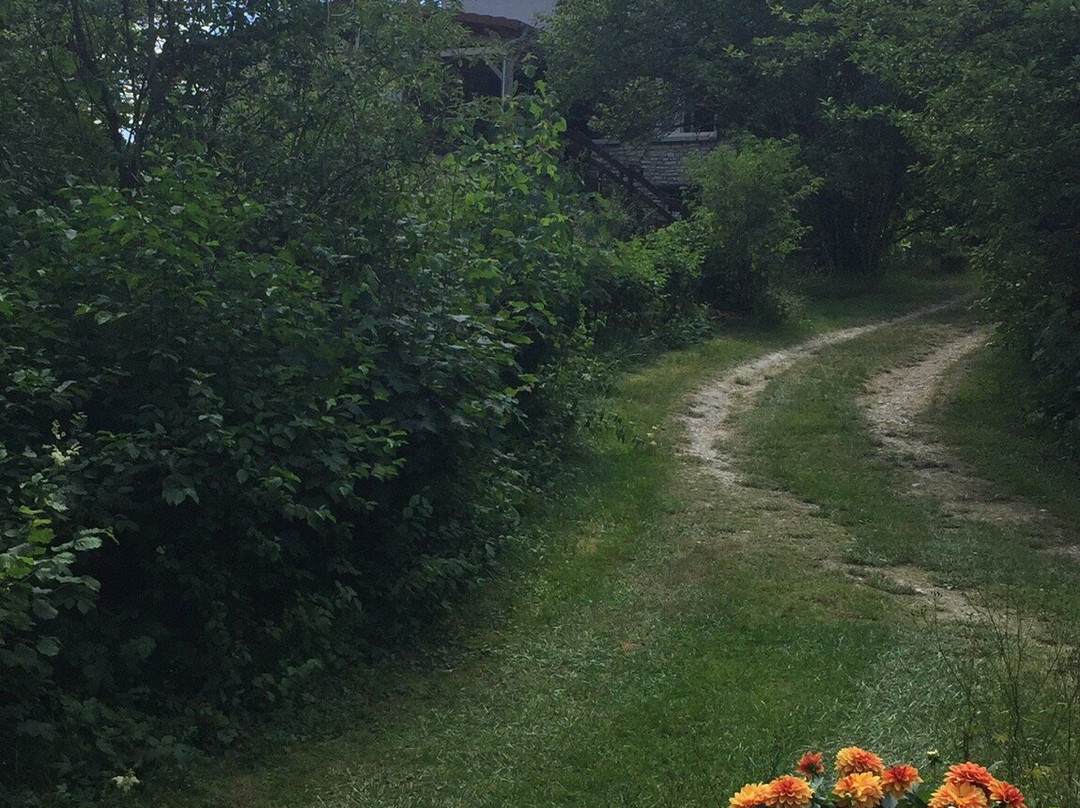 L'Orchidee Home主图