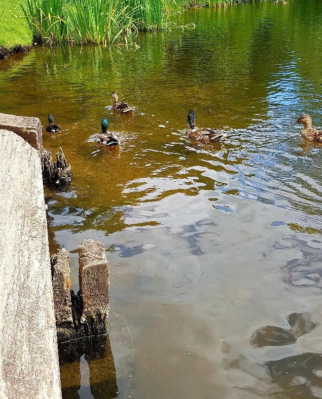 Baggeridge Country Park景点图片