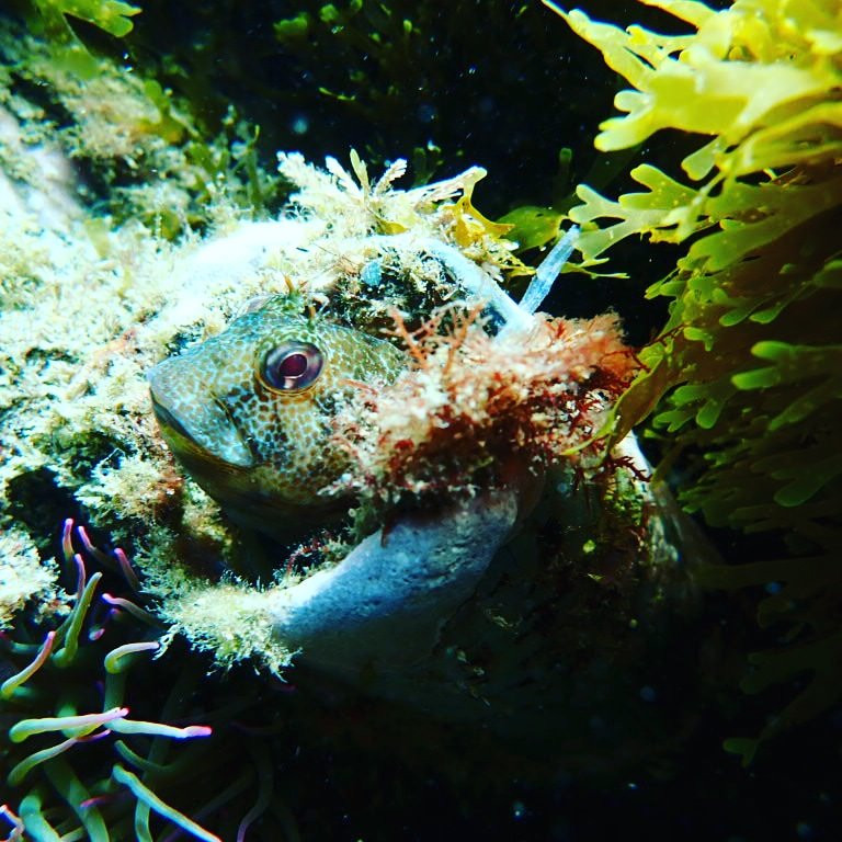 ScubaCourse PADI diving school-卡萨雷斯必去景点
