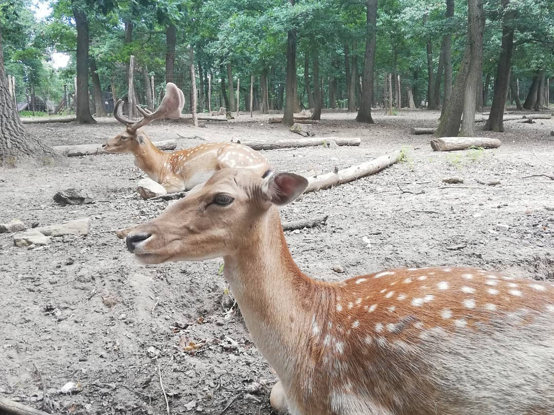 Budakeszi Wildlife Park景点图片