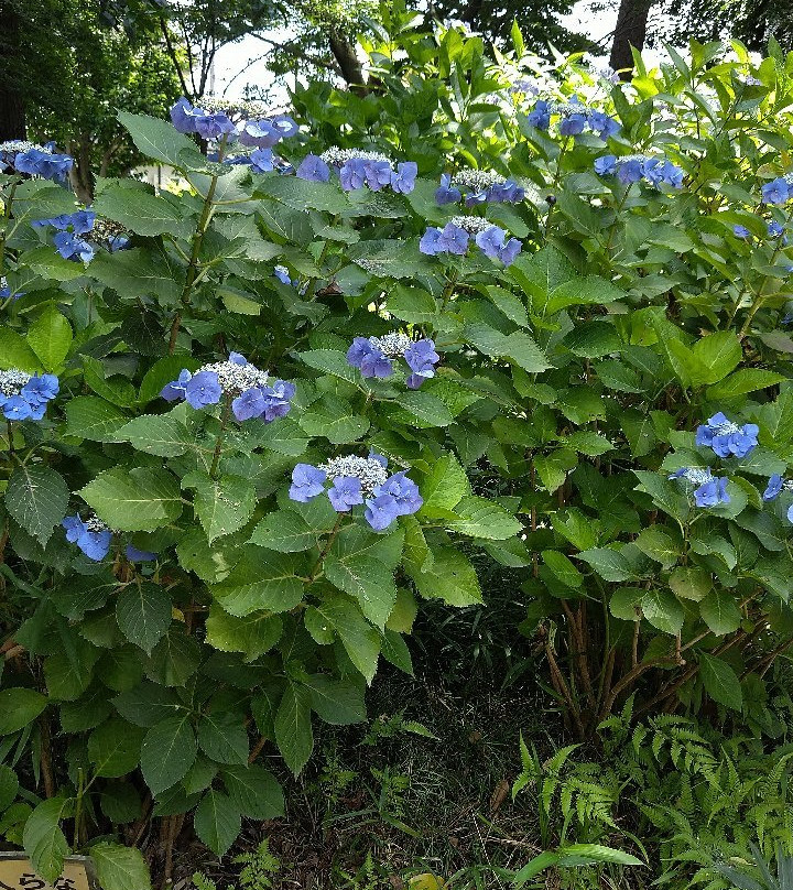Ajisai Park-小平市必去景点