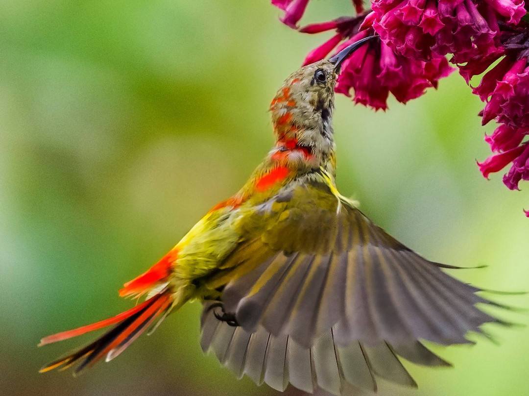 Wild Flower Retreat主图