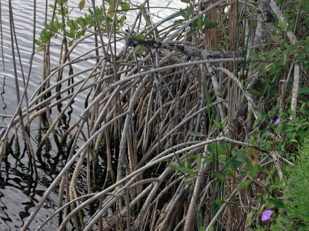 Big Cypress Swamp Welcome Center-奥乔皮必去景点