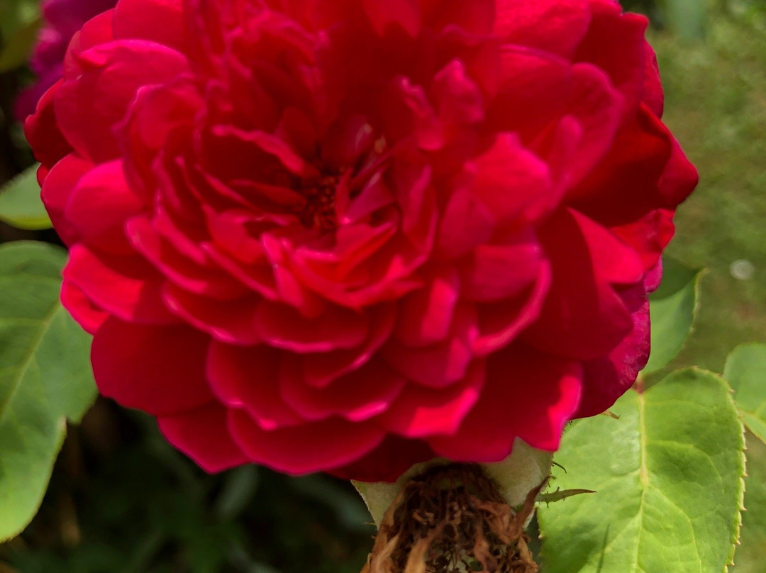 Giardino Storico E Labirinto Di Rose Damascene景点图片