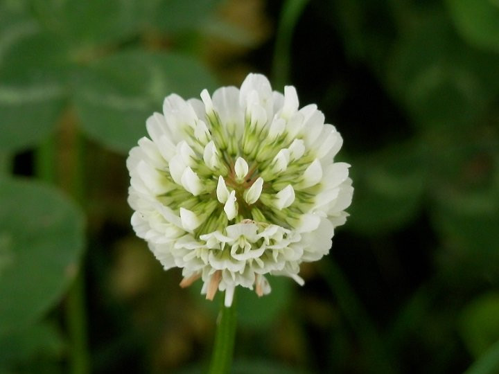 Kinu Green Park-高根泽町必去景点