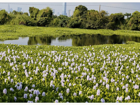 丫髻山-玉环市必去景点