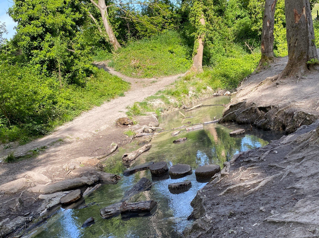 Barton Springs景点图片