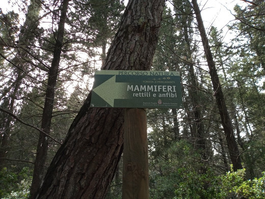 Foresta Mercadante-Cassano delle Murge必去景点