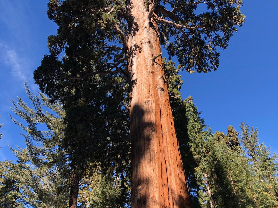 Sequoia and Kings Canyon National Parks-Three Rivers必去景点