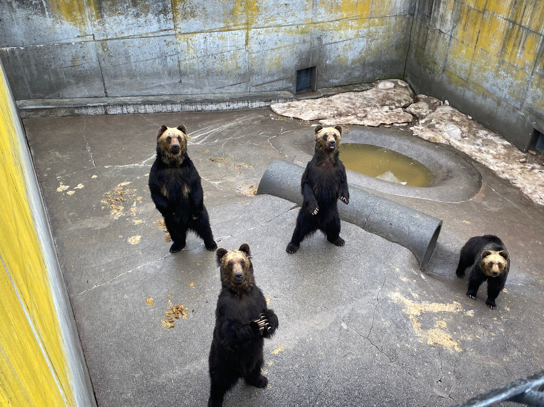 Showa Shinzan Kumabokujo-壮瞥町必去景点