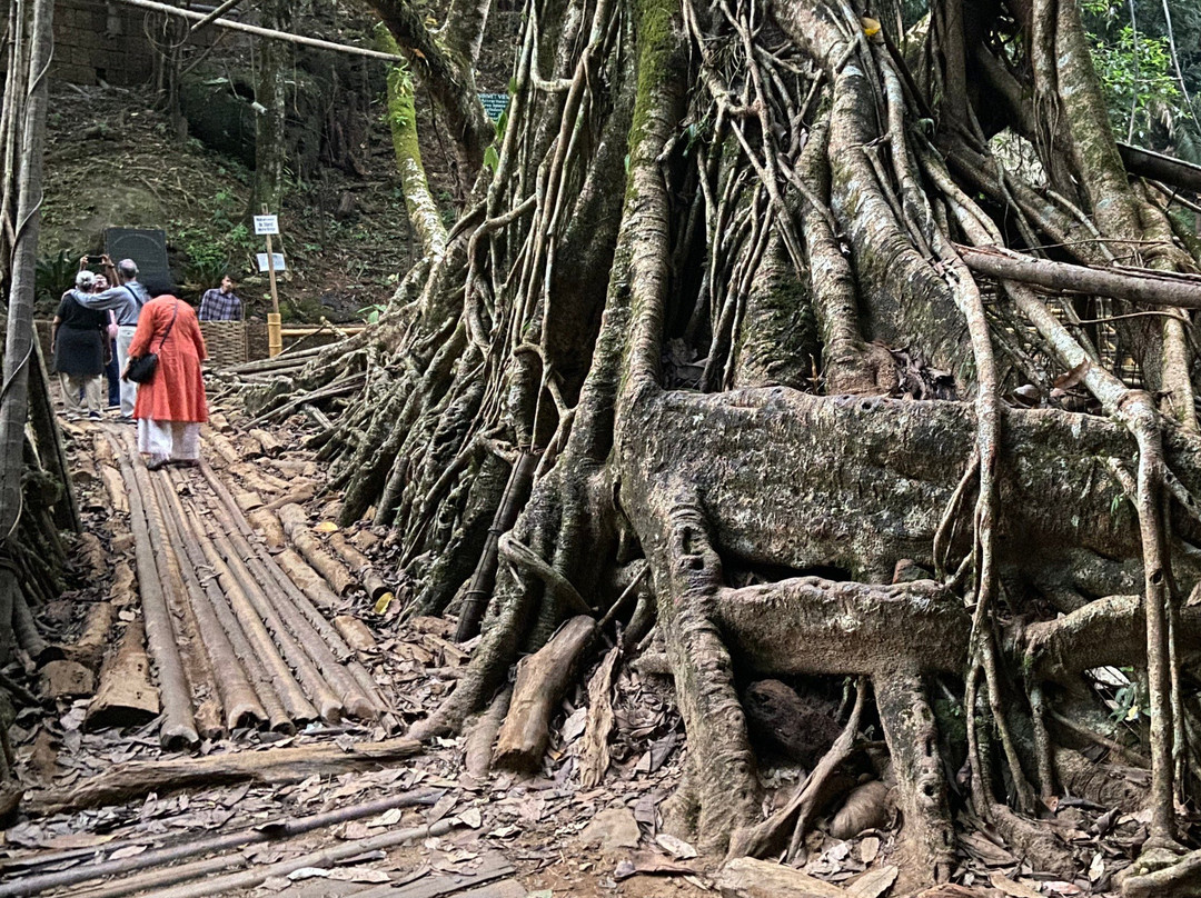 Roots Bridges景点图片