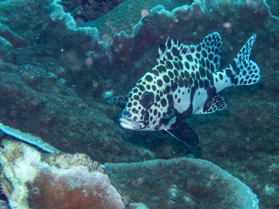 Diving Centers Werner Lau Siddhartha-库布必去景点