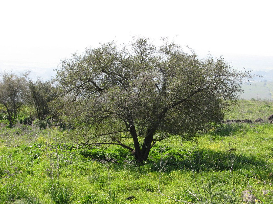 Gamla Farm-Ma'ale Gamla必去景点