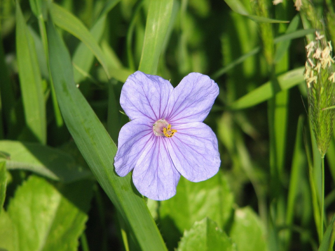 Gamla Farm-Ma'ale Gamla必去景点