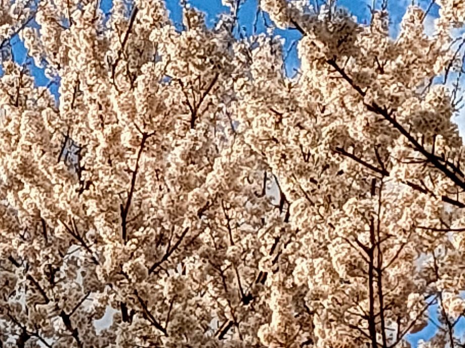 Yamataka Jindai Cherry Blossom景点图片