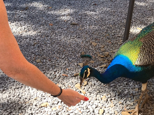 Maui Tour Company-芭雅必去景点