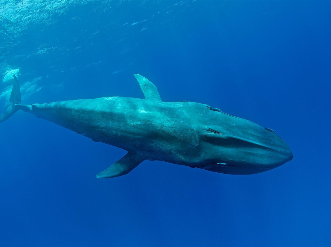 HashOne SriLanka-斯里贾亚瓦德纳普拉必去景点