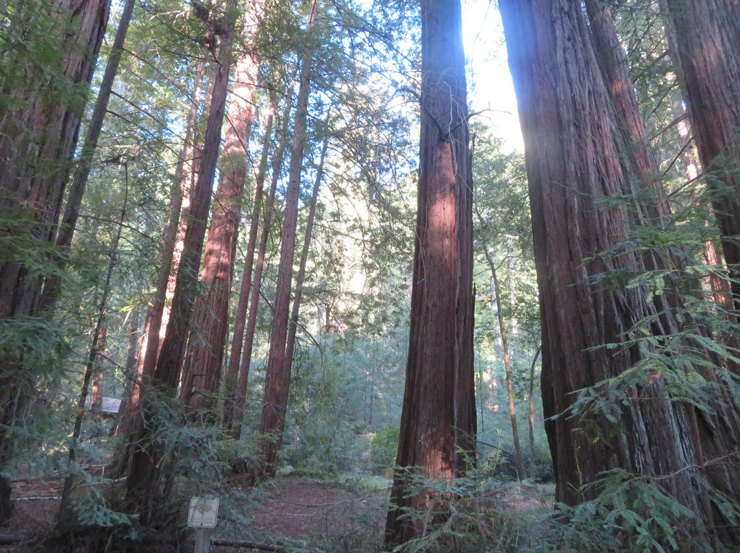Portola Redwoods State Park-La Honda必去景点