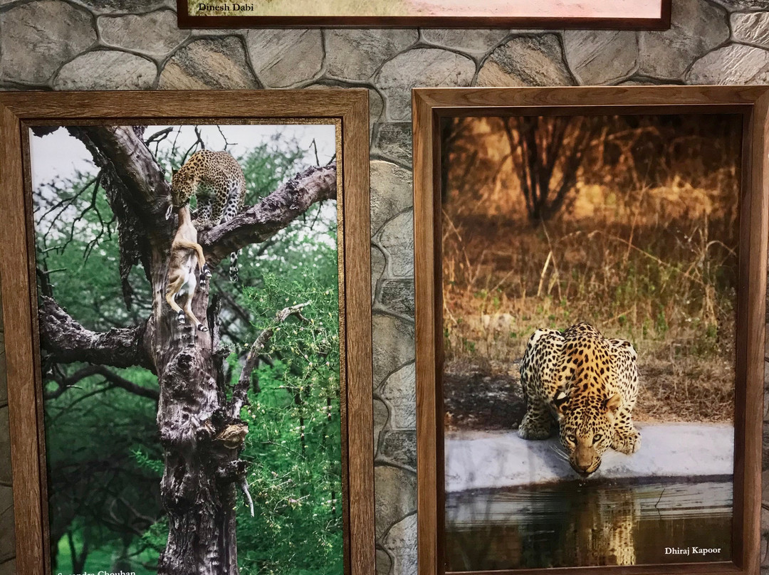 Jhalana Leopard Safari-斋蒲尔必去景点