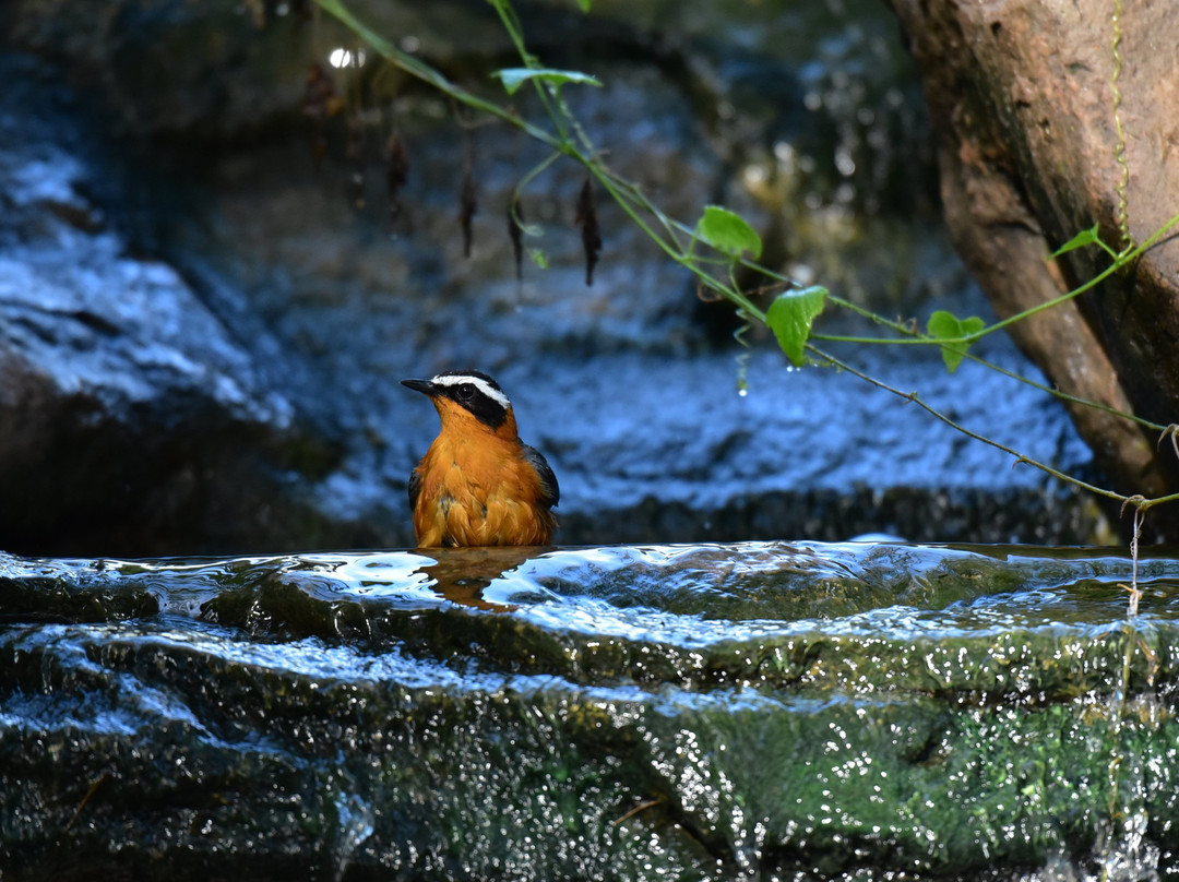 马塞马拉度假帐篷酒店主图