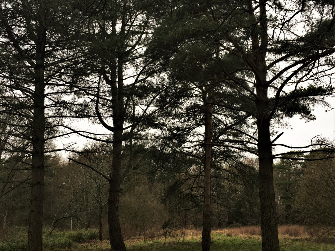 Orlestone Forest Nature Reserve-Warehorne必去景点