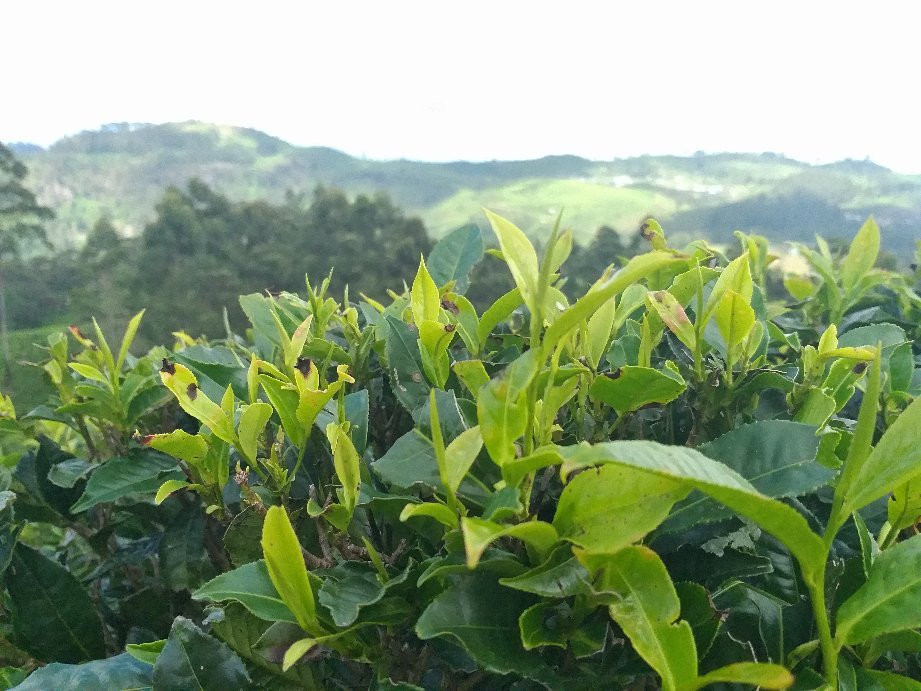 Professional & Well Priced Taxi Service-Demodara必去景点