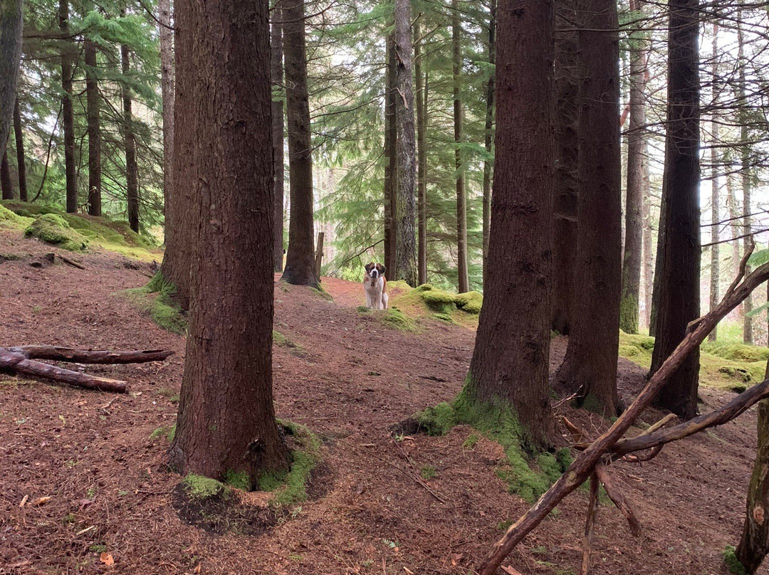 Balmacara Estate and Lochalsh Woodland Walks景点图片