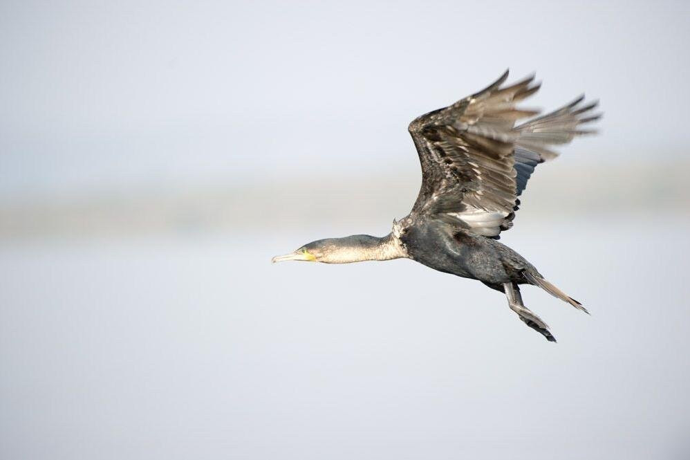 Ndege Tours and Travel-吉佳利必去景点