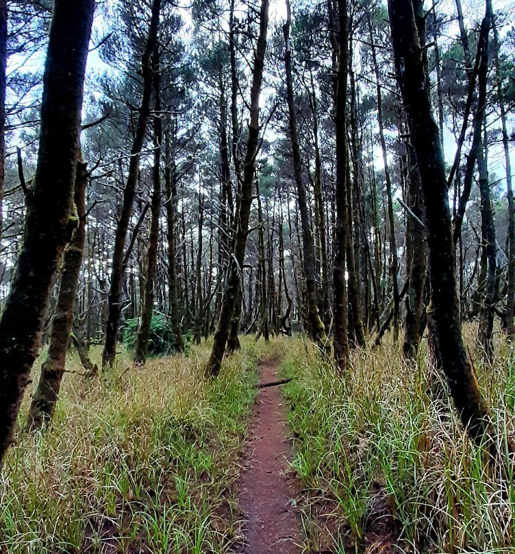 Twin Harbors Beach State Park景点图片