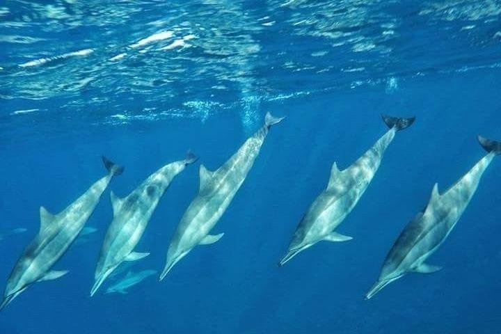 Lydia Boat(Private Boat Tour with music onboard) Whales & Dolphins Watching/swimming and Lunch On Benitier Island景点图片