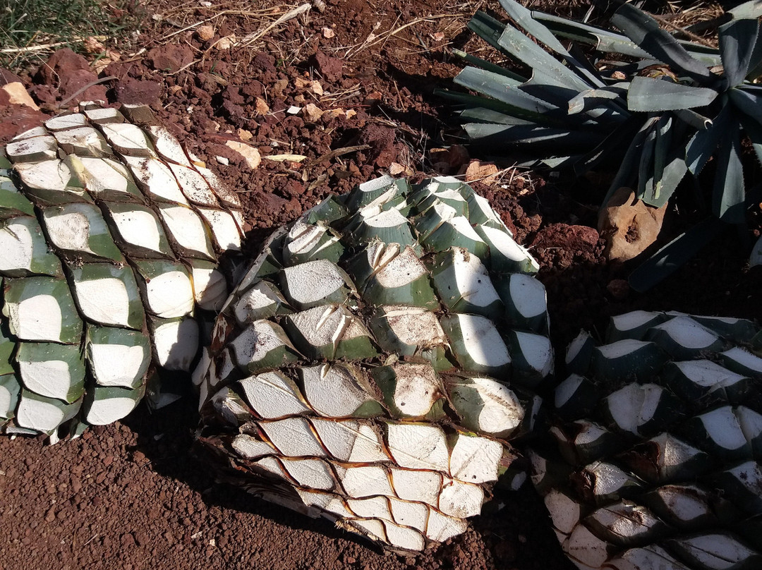 Guadalajara es México-瓜达拉哈拉必去景点