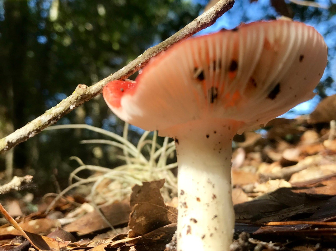 Lake May Reserve-Eustis必去景点