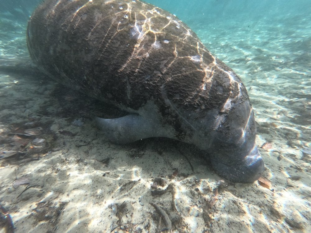 Manatee Adventures-克里斯特尔里弗必去景点