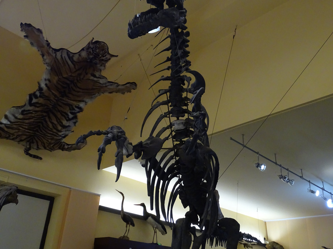 Museo Universitario景点图片