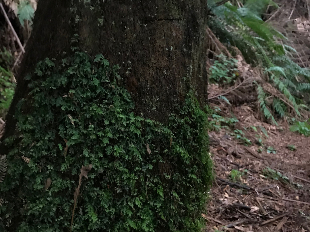Turton Creek reserve-福斯特必去景点