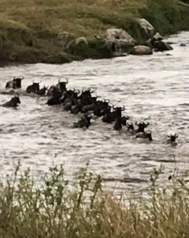 Mara River-塞伦盖蒂国家公园必去景点