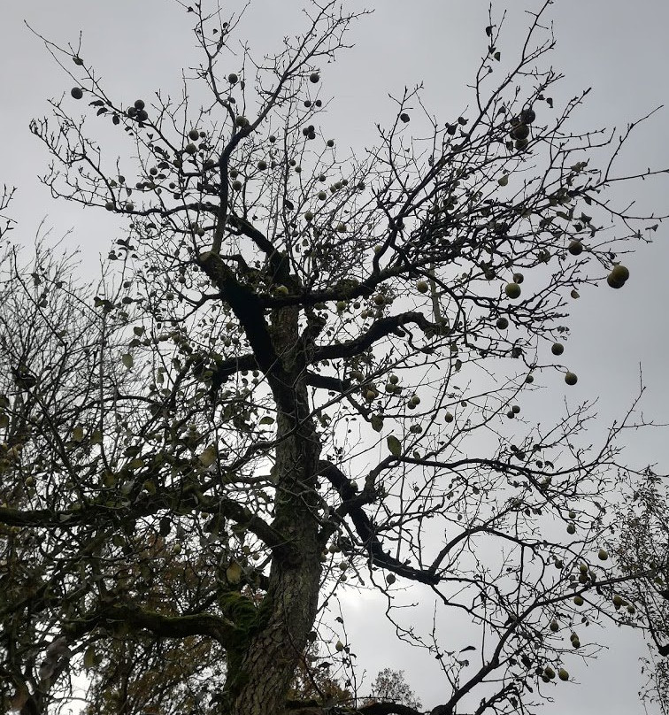 Landgoed Bredius Park-Woerden必去景点