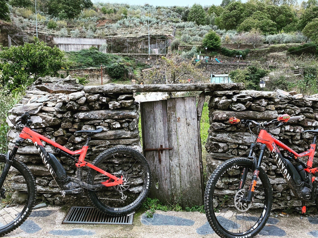 Bikes At Forest景点图片