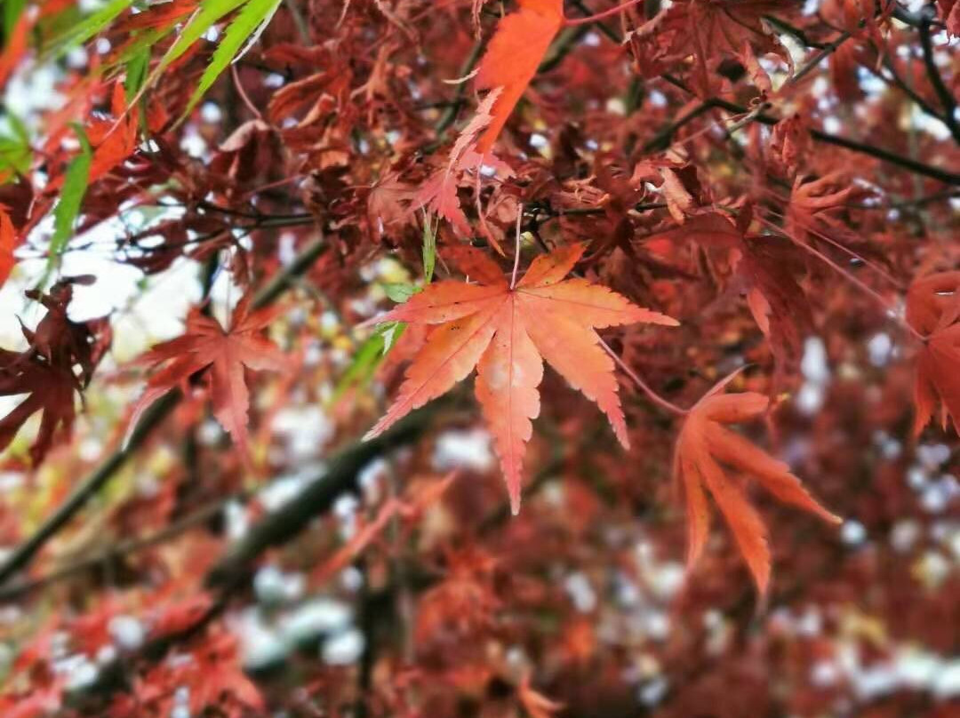 栖霞山景点图片