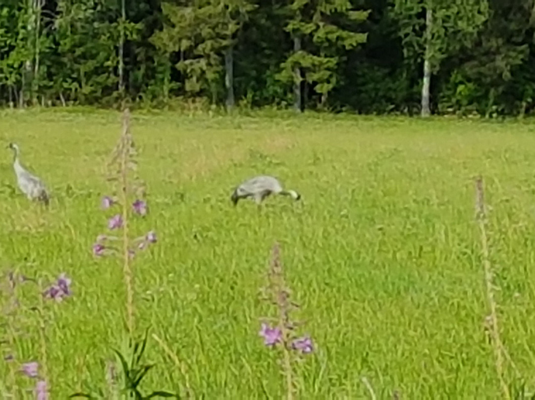 Kurkikorpi