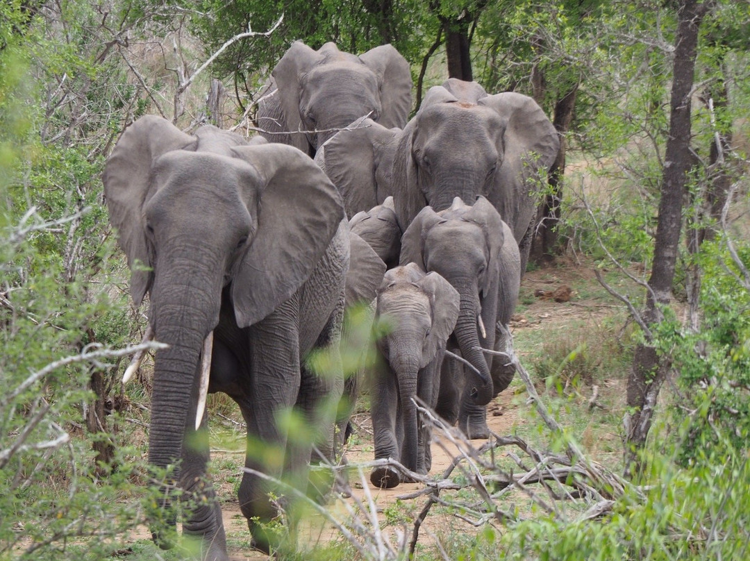 Photo Safari Experiences-玛洛斯帕克必去景点