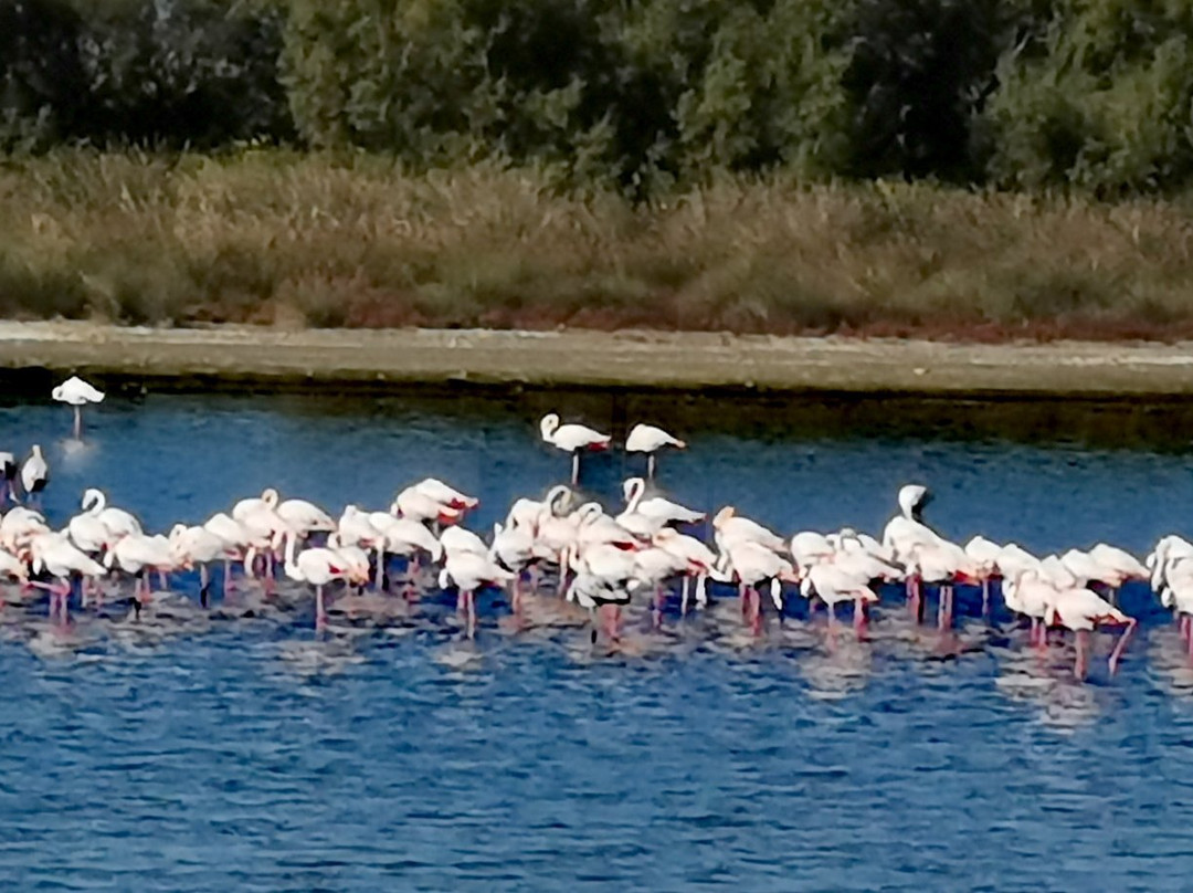 Albarella Resort主图