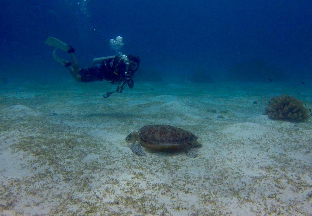 The Red Palm Resort主图